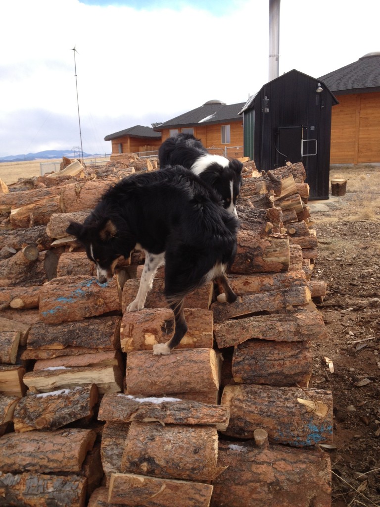 The wood pile is not a toy!